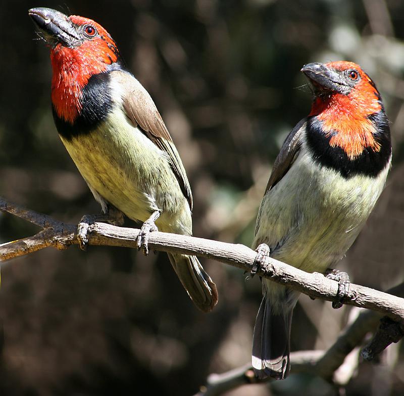 Woensdag 097.jpg - Twee Rooikophoutkappers sit en rus...